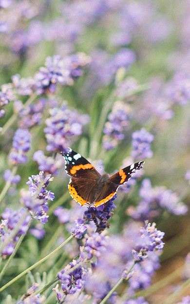 Butterfly on flower