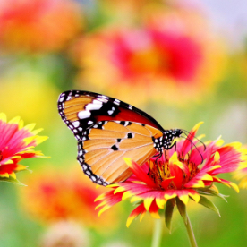 a butterfly on a flower