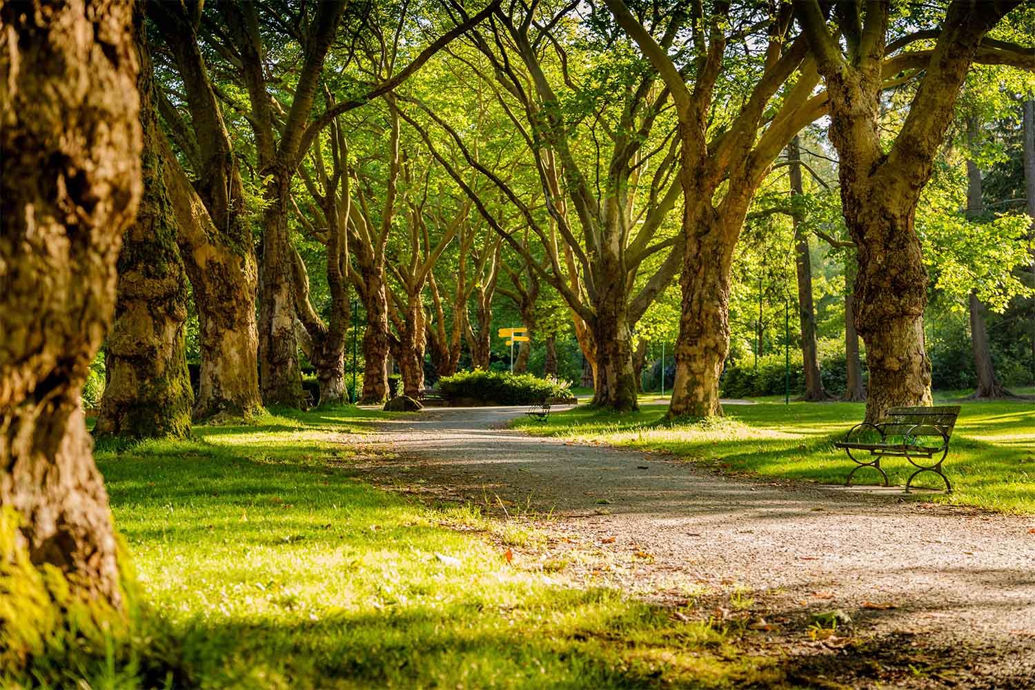 Trees in park